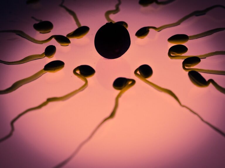 Il numero degli spermatozoi si è ridotto di oltre il 50%. Cause ed effetti per la nostra specie