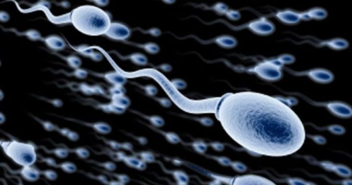 Il Fatto Quotidiano: Il numero degli spermatozoi si è ridotto di oltre il 50%. Cause ed effetti per la nostra specie