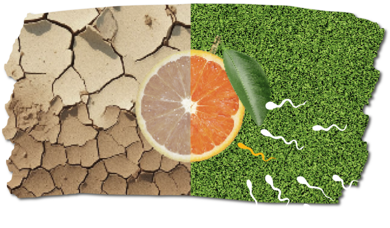 Convegno 2025: Salute, Ambiente e Fertilità