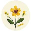 EcoFoodFertility - api ic2