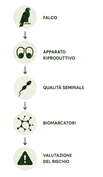 EcoFoodFertility - fal vflow