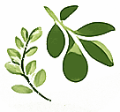 EcoFoodFertility - fast ic3